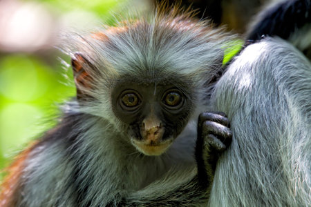 baby red colobus zanzibar