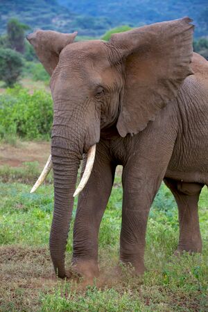 elephant at tarangire national parkの写真素材