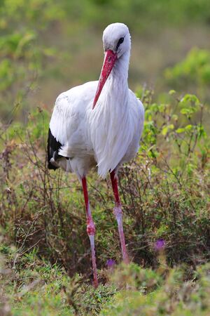 white stork at nakuru kenyaの写真素材