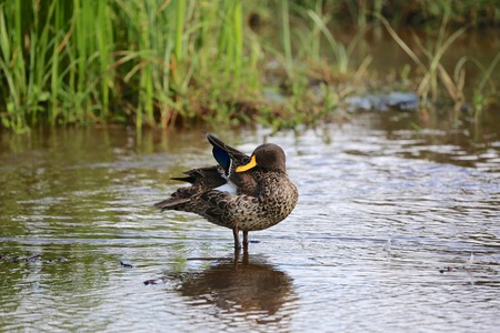 yellow-billed duck at nakuru kenyaの写真素材