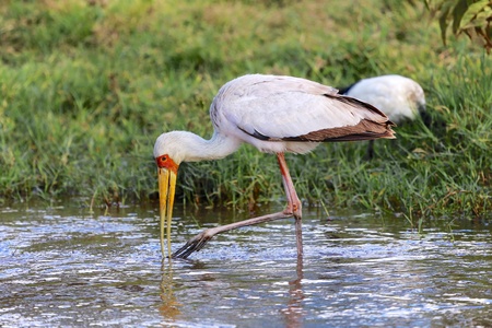 yellow-billed stork at nakuru kenyaの写真素材