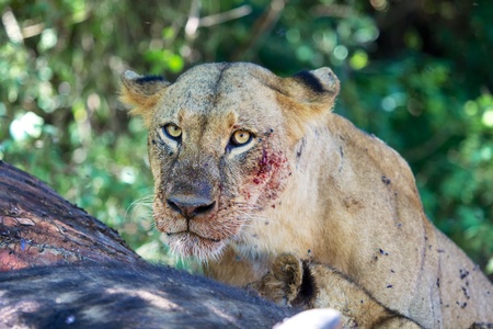 portrait of a lioness at nakuruの写真素材