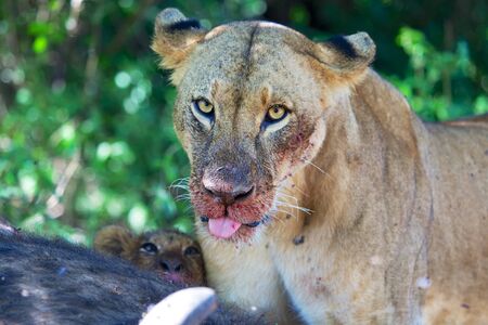 lioness pulling out her tongue at nakuruの写真素材
