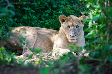 wonderful lioness at nakuru national parkの写真素材