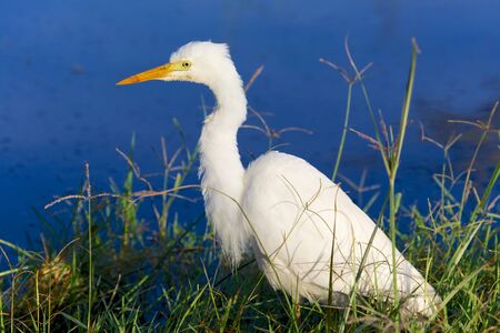 yellow-billed egret fishing at nakuruの写真素材