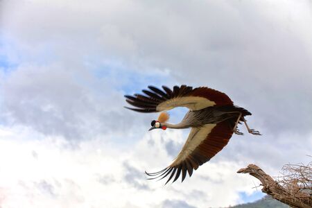 crowed crane taking offの写真素材