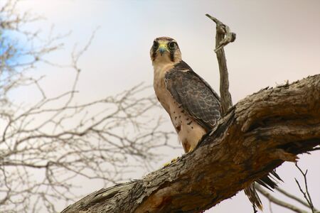 lanner falcon at kgalagadi national parkの写真素材