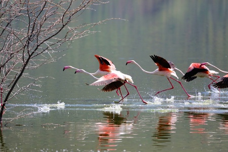 flamingoes walking on water at bogoriaの写真素材