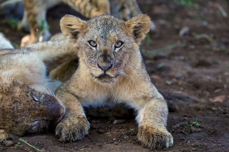 very cute lion cub looking at meの写真素材