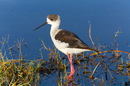 black-winged stilt at nakuru national park