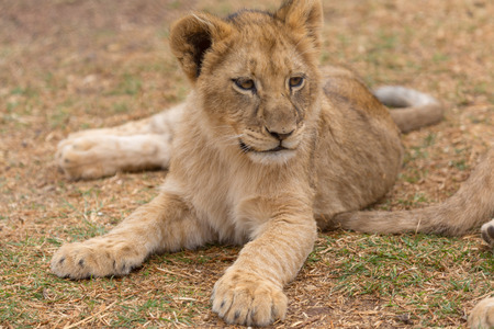 lion cub in South africaの写真素材