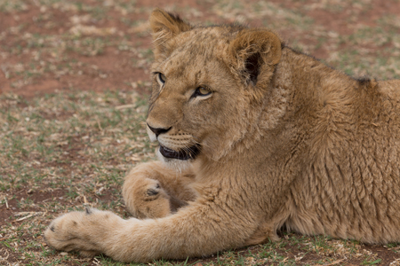 Lion cub in South Africaの写真素材