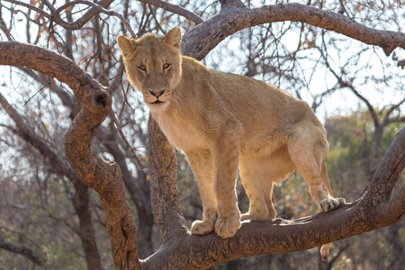 Lion in South Africaの写真素材