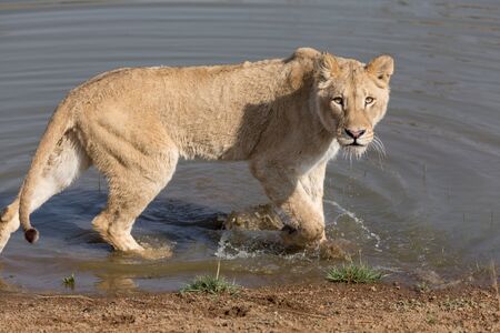 Lion in South Africaの写真素材
