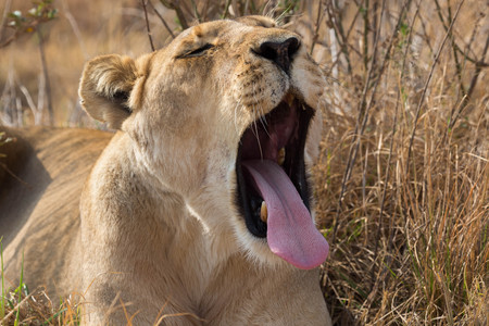lioness yawningの写真素材