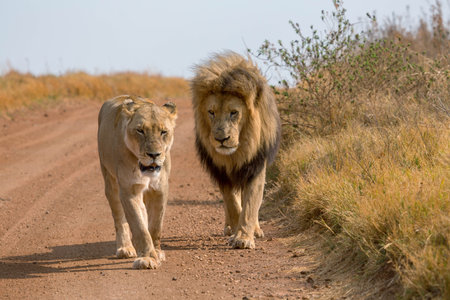 Lions Kruger National Parkの写真素材
