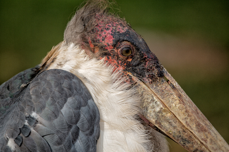 Marabou Stork South Africaの写真素材