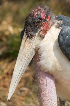 Marabou stork south Africaの写真素材