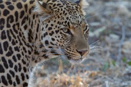 Portrait of A leopardの写真素材