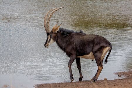 Sable antelope near a water holeの写真素材