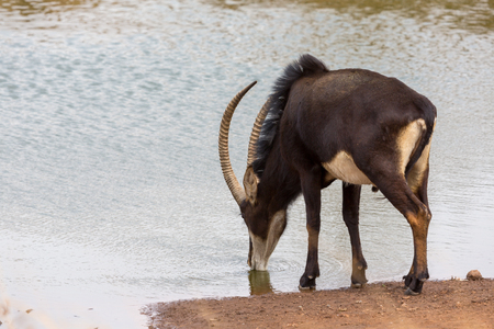 Sable Anteloppe Kruger National Parkの写真素材