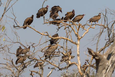 Vultures on a tree South Africaの写真素材