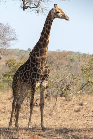 Girafe kruger National Parkの写真素材