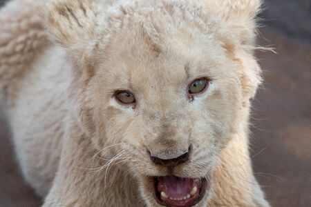 White lion cubの写真素材