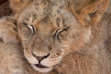 Lion cub sleeping