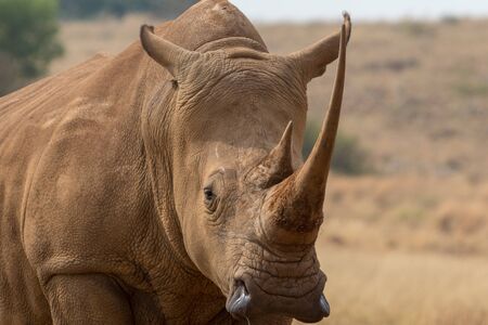White Rhino South Africaの写真素材