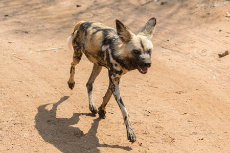 Wild dog runningの写真素材