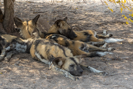 Wild dogs  having restの写真素材