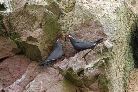 Inca sterns in paracas national park peruの写真素材