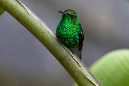 Humming bird in Monteverde National Park Costa ricaの写真素材
