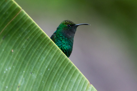 Humming bird in Monteverde National Park Costa ricaの写真素材