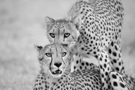Cheetah and cub in black and white, Masai Mara National Park, Kenya, Africaの写真素材