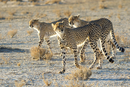 Cheetah in the Etosha National Park in Namibiaの写真素材