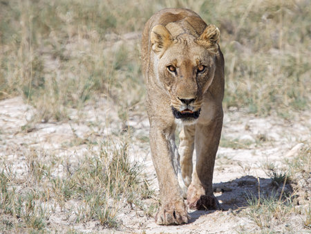 Lioness in the Etosha National Park, Namibia.の写真素材
