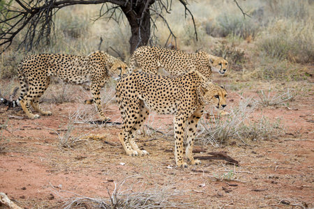 Cheetah (Acinonyx jubatus) family in Namibiaの写真素材