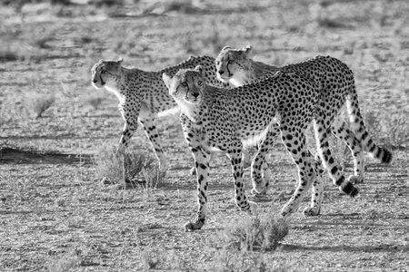 Cheetah and cubs in Etosha National Park, Namibiaの写真素材