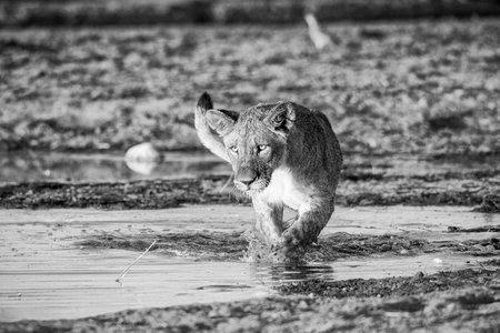 Lioness walking in water in Chobe National Park, Botswana, Africaの写真素材