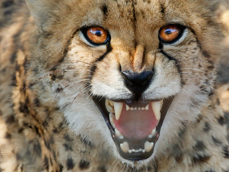 Close-up of cheetah face with open mouth showing teethの写真素材