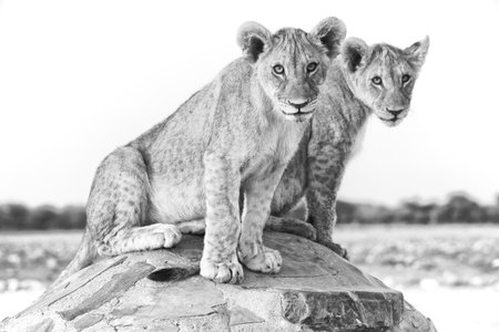 lioness and lion cub sitting on a rock in black and whiteの写真素材