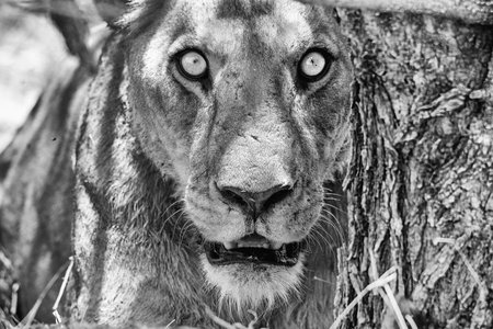 Lion in Kruger National Park, South Africa; Specie Panthera leo family of Felidaeの写真素材