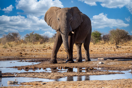 Elephant in the etosha national Park, Namibiaの写真素材