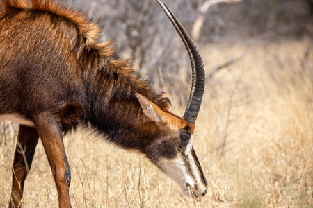 Sable antelope at Kruger national parkの写真素材