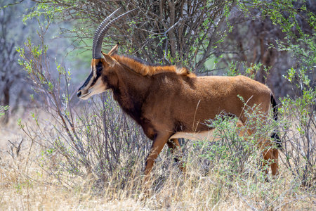 Sable antelope at Kruger national parkの写真素材