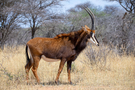 Sable antelope at Kruger national parkの写真素材