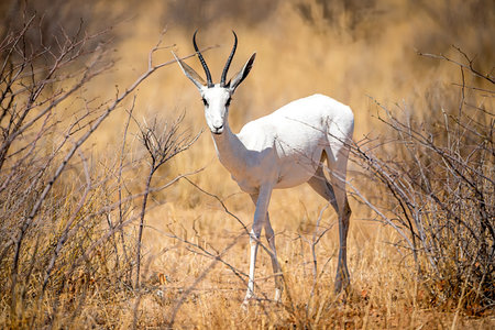 Very rare albino springbok, Etosha National Park, namibia-の写真素材