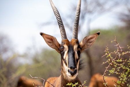 Sable antelope at kruger national parkの写真素材